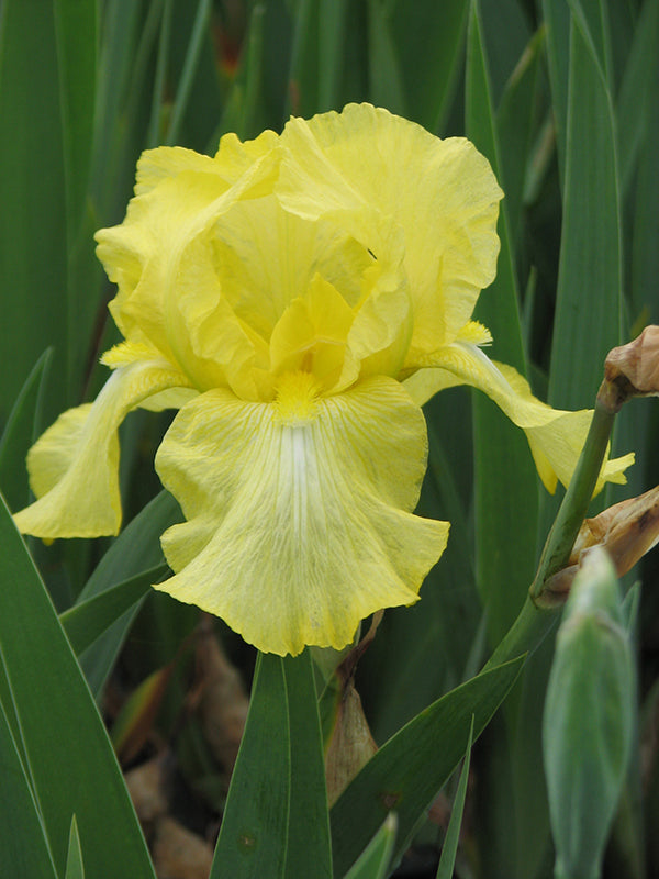 Iris x germanica Harvest of Memories