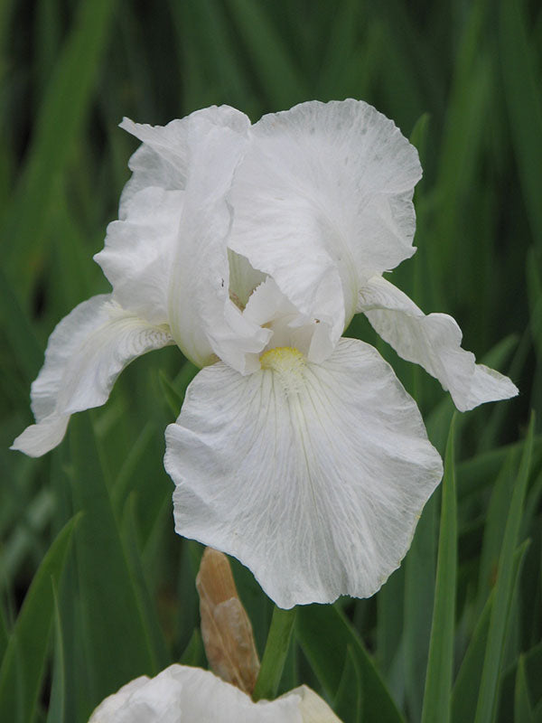 Iris x germanica Immortality