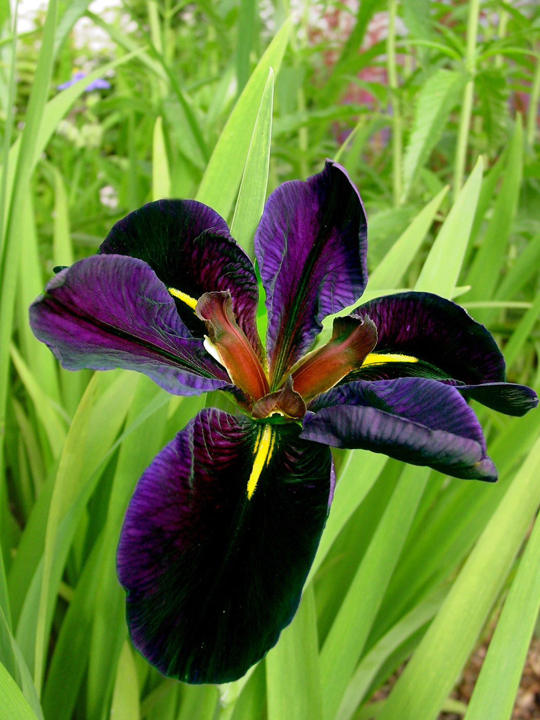 Iris louisiana Black Gamecock