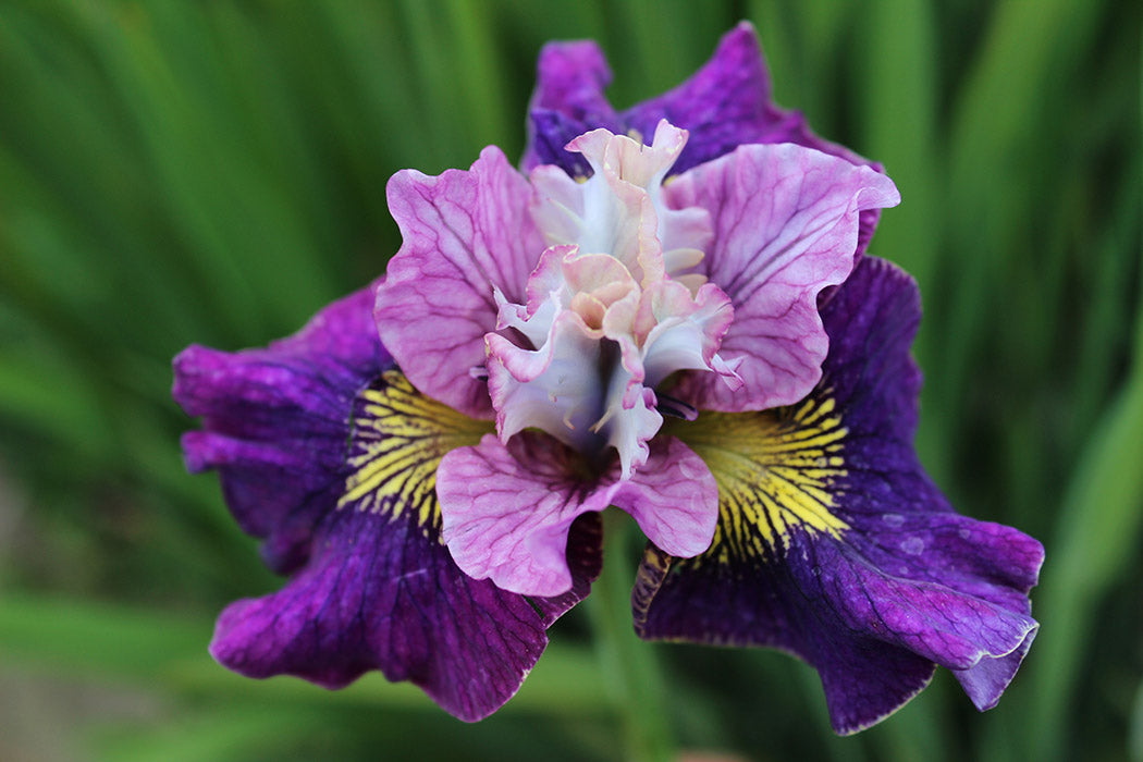 Iris Sibirica On Mulberry Street