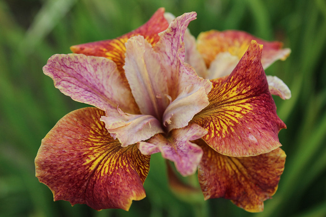 Iris Sibirica Paprikash
