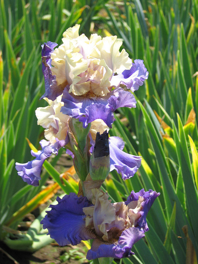 Iris x germanica Recurring Delight