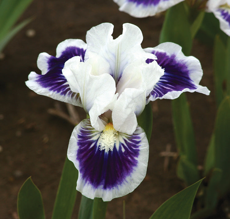 Iris pumila Riveting