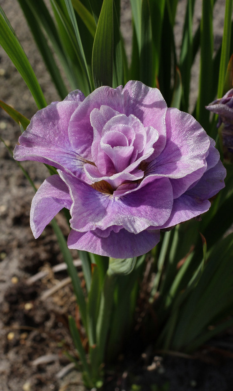 Iris Sibirica Pink Parfait