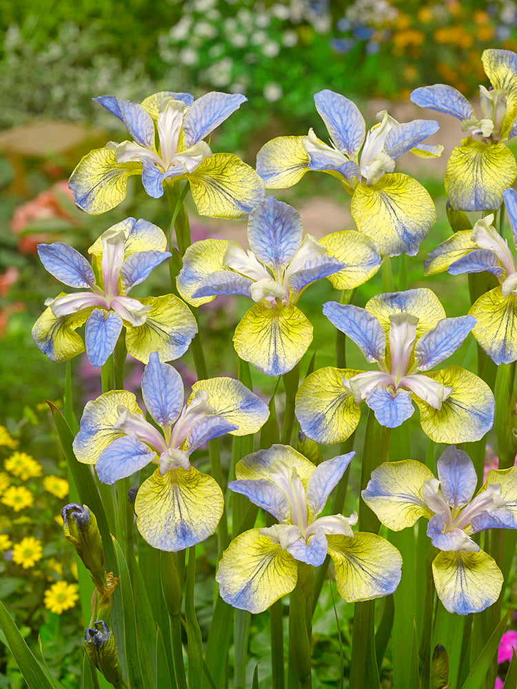 Iris Sibirica Tipped in Blue