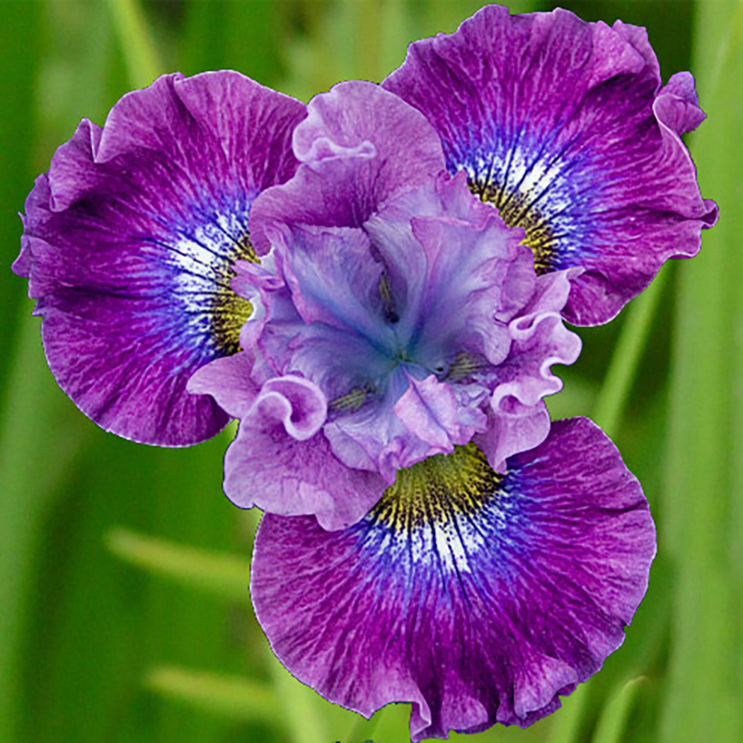 Iris Sibirica Strawberry Fair