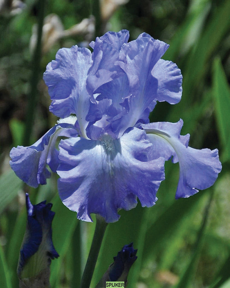 Iris x germanica Victoria Falls