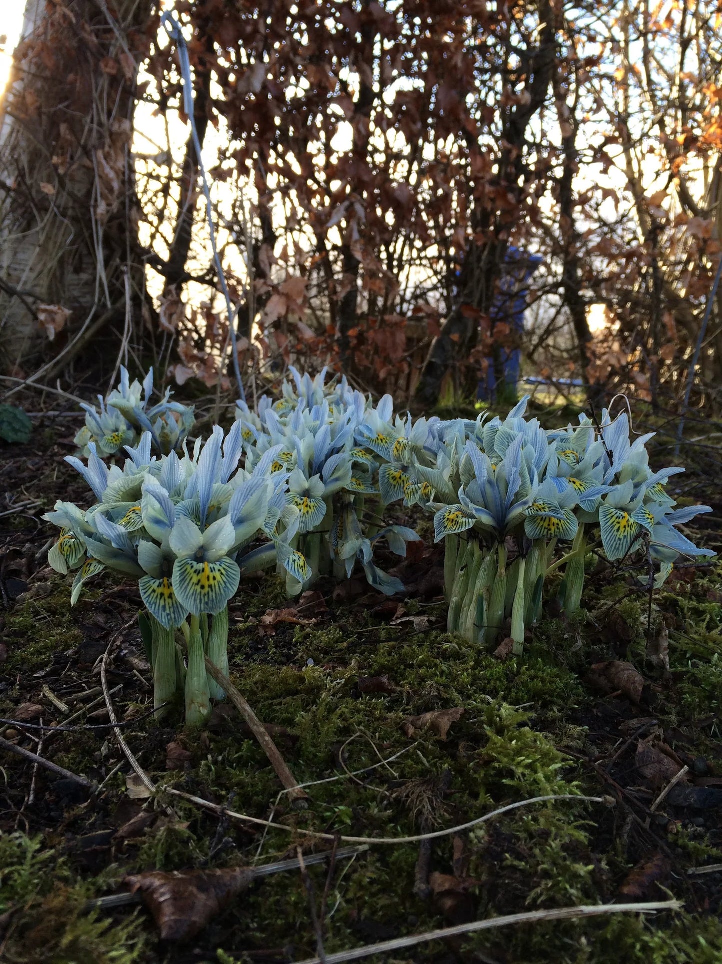 Katherine Hodgkin Dwarf Iris Rhizomes
