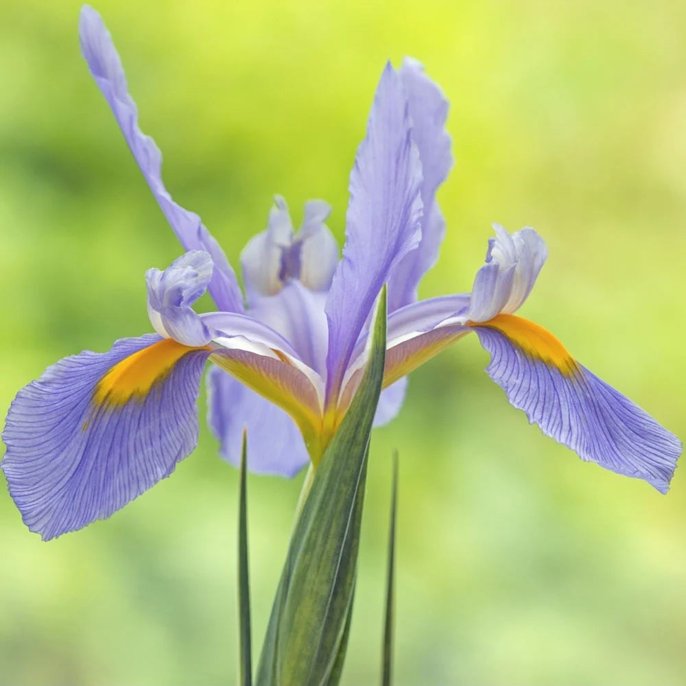 Pink Panther Dutch Iris Bulbs
