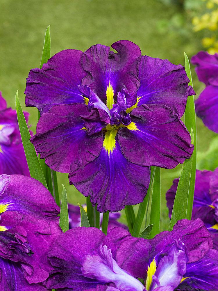 Iris ensata Blueberry Pie
