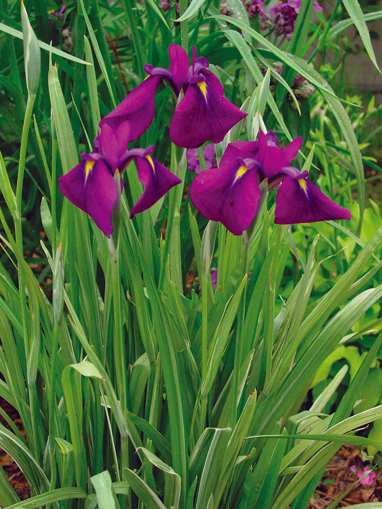 Iris ensata Variegata