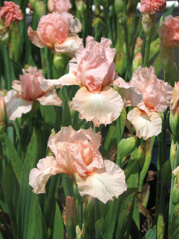 Iris x germanica Pink Attraction