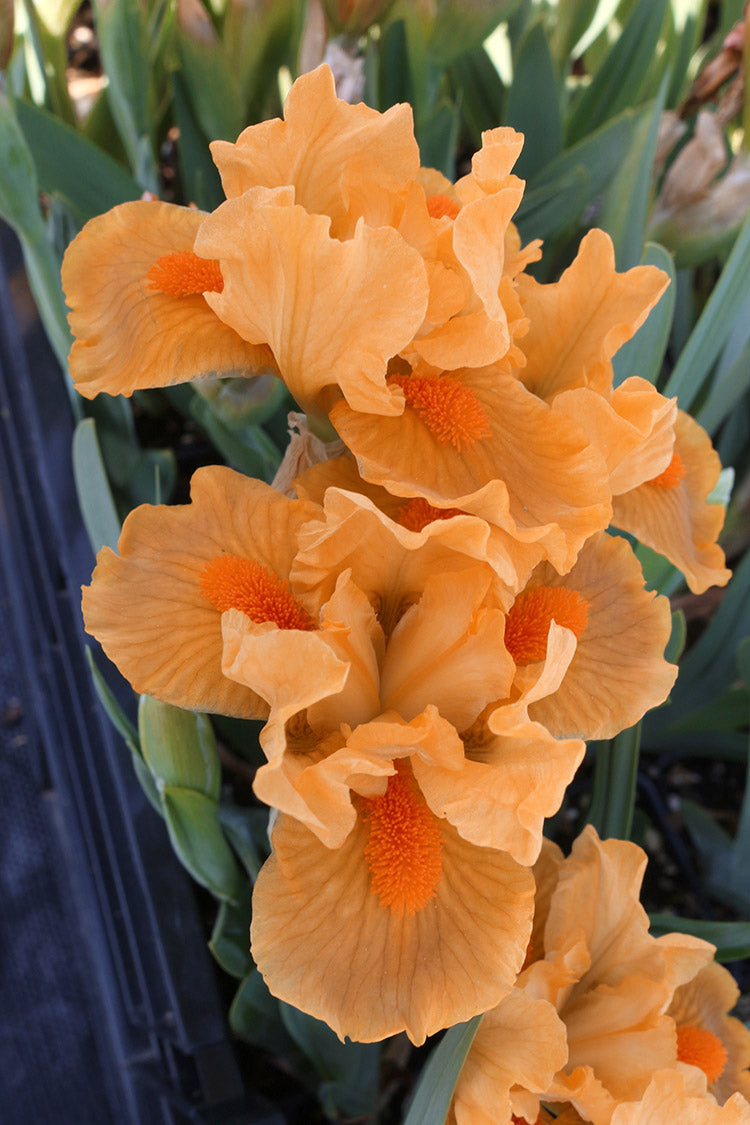 Iris pumila Orange