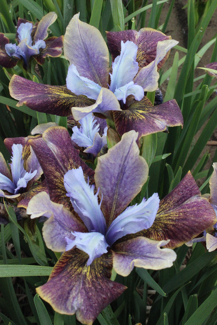 Iris Sibirica Black Joker