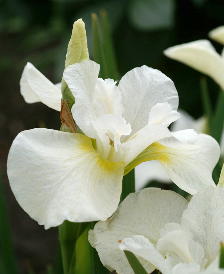 Iris Sibirica Snow Queen
