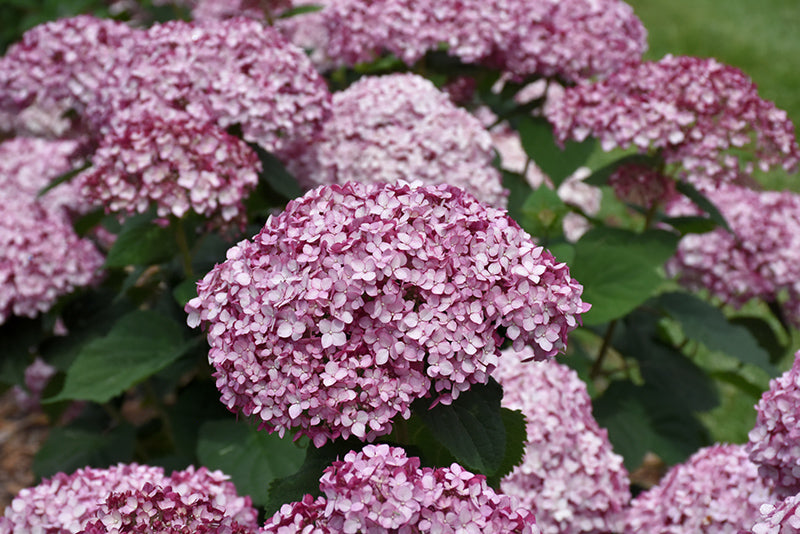 Hydrangea arborescens NCHA4 Incrediball Blush