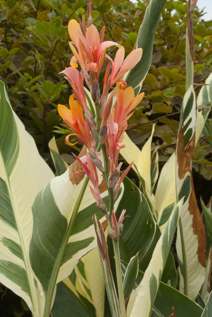 Stuttgart Variegated Leaf Canna