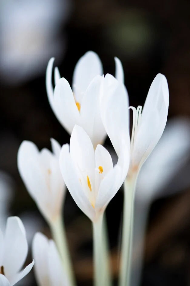 Album Colchicum Corms