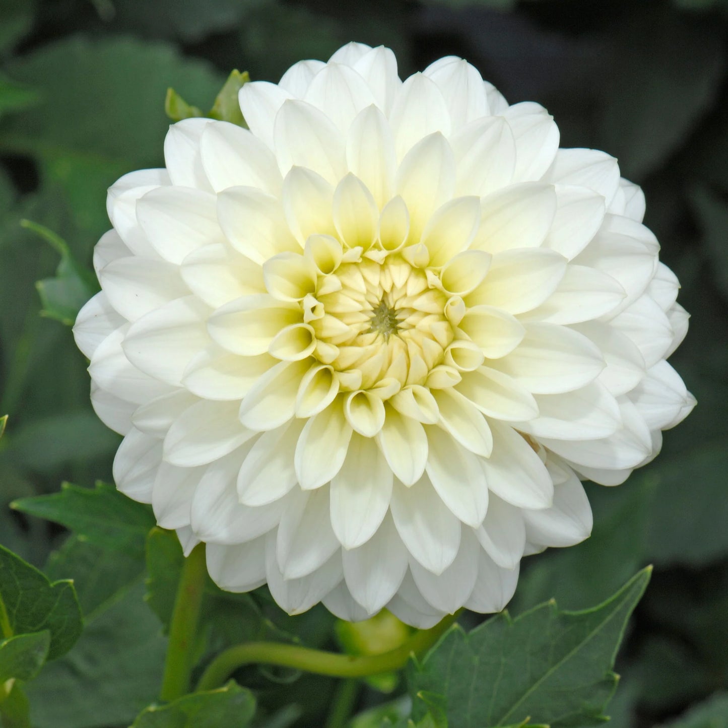 Karma Maarten Dahlia
