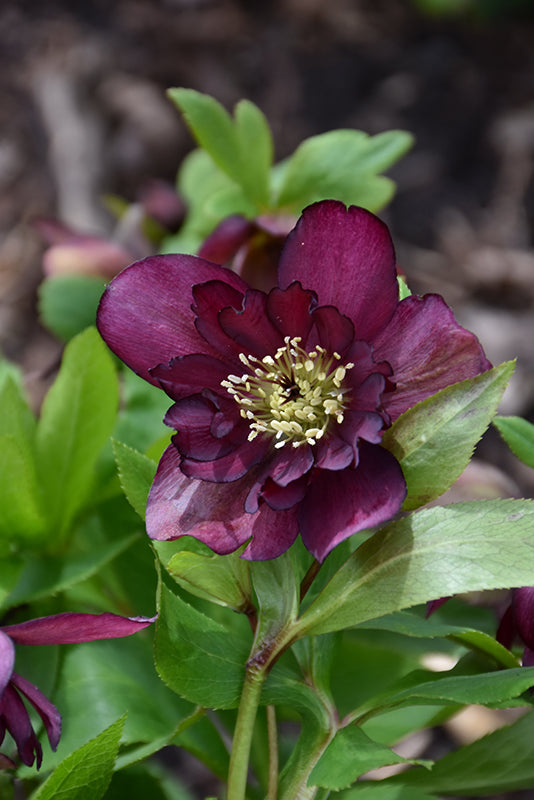 Hellebore True Love