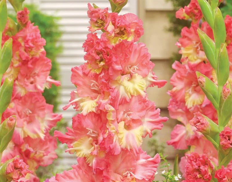 Starstruck Gladiolus Corms