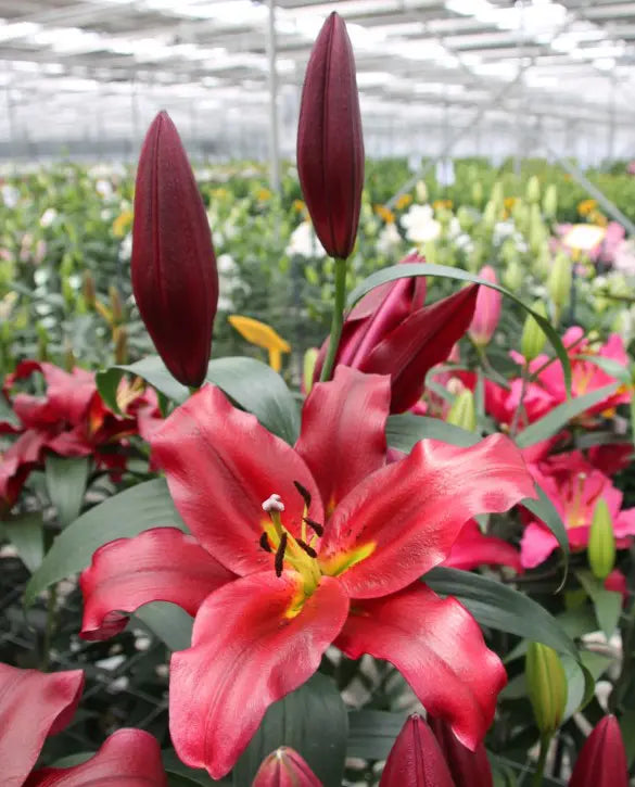 Lasting Love Oriental x Trumpet Hybrid Lily