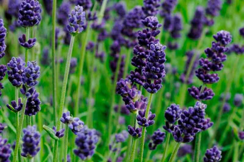 Lavandula angustifolia Lavance Deep Purple