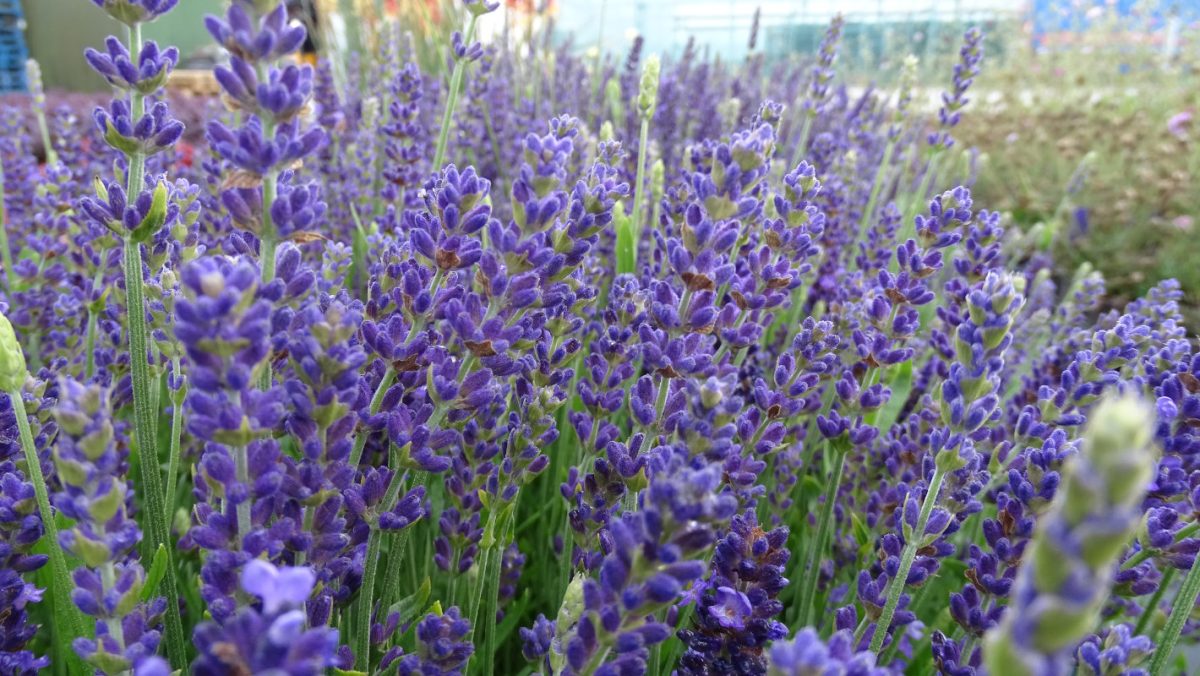 planting blue spear lavender Lavandula angustifolia Blue Spear – EVERGREEN