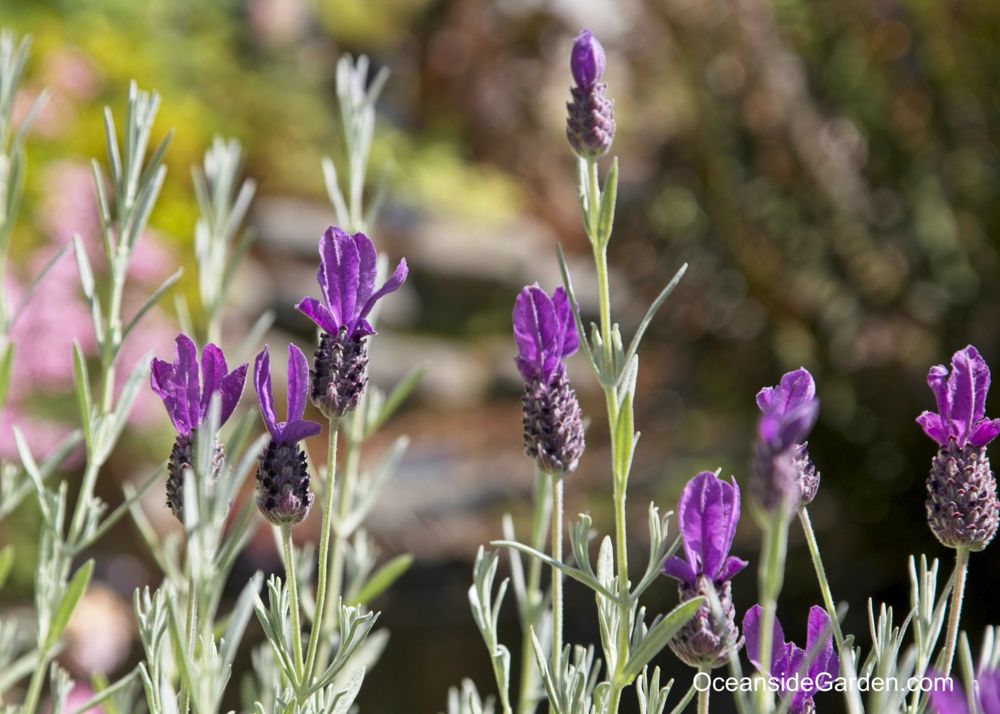 silver anouk lavender plant Lavandula stoechas Silver Anouk – EVERGREEN
