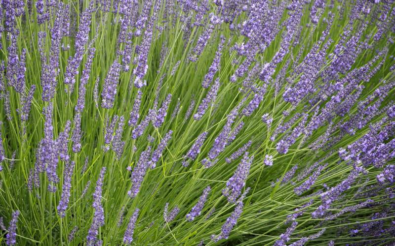 Lavandula x intermedia Phenomenal