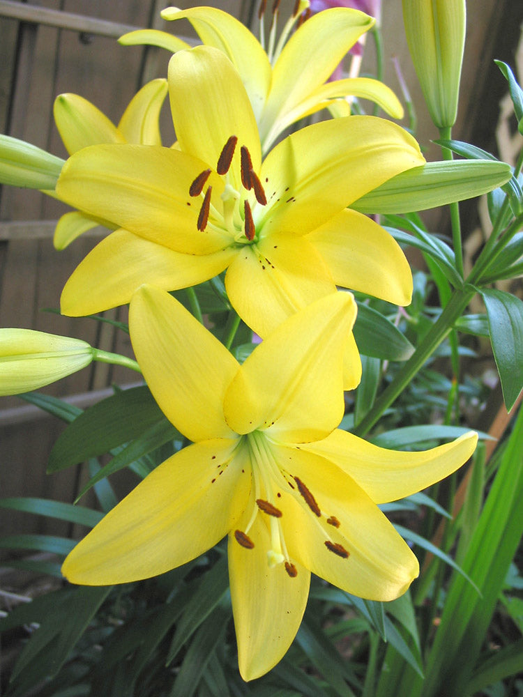 longiflorum asiatic hybrid lily Pavia Longiflorum x Asiatic Hybrid Lily – EVERGREEN