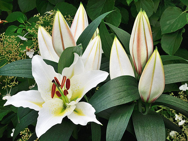 Sunny Azores Dwarf Oriental Lily