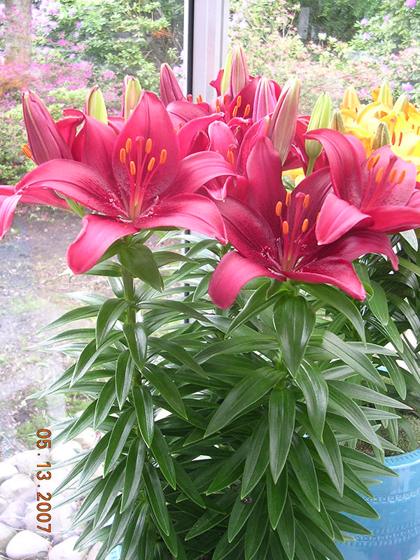 asiatic lily 中文 Tiny Ghost Dwarf Asiatic Lily – EVERGREEN