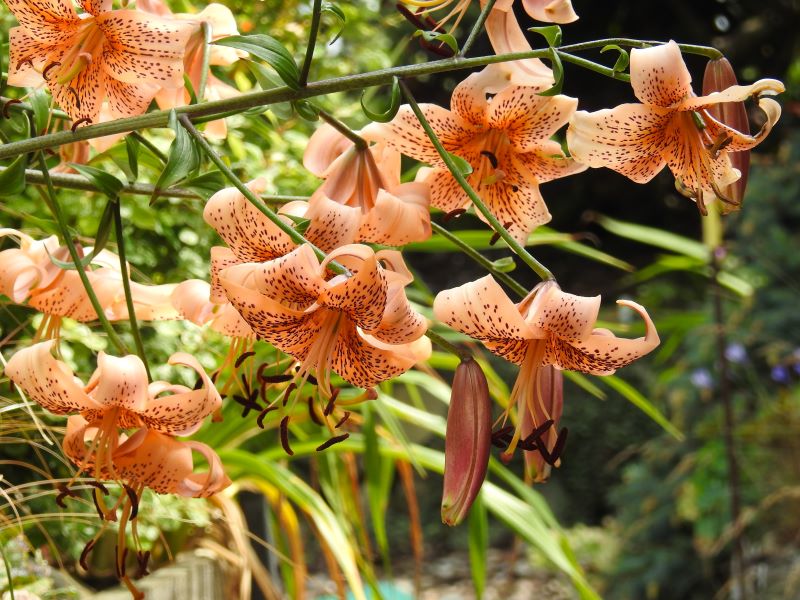 flower delivery tiger lily Tiger Babies Tiger Lily – EVERGREEN