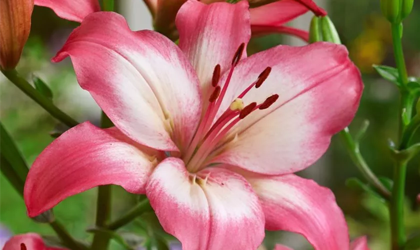 Levi Asiatic Lily – EVERGREEN