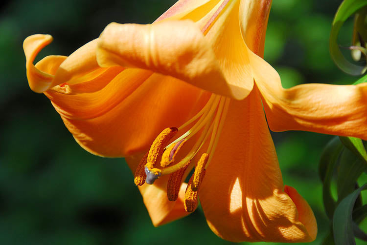 African Queen Trumpet Lily
