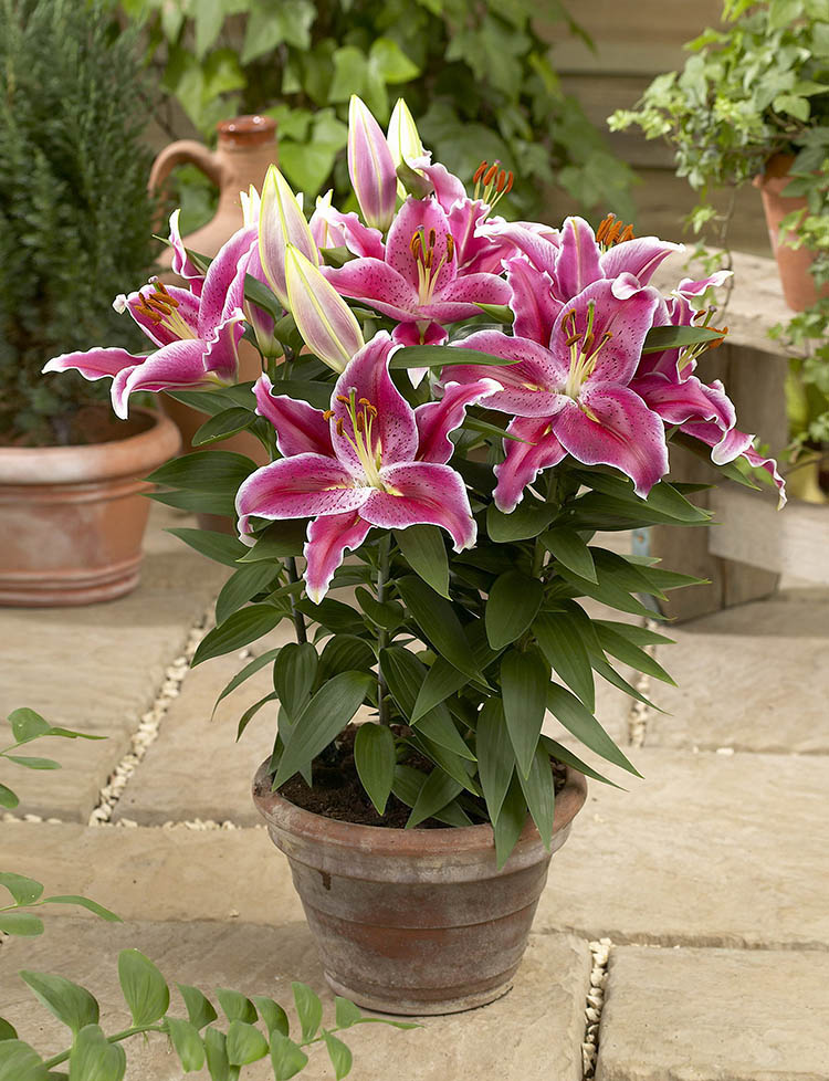 lily flower plant online After Eight Dwarf Oriental Lily – EVERGREEN