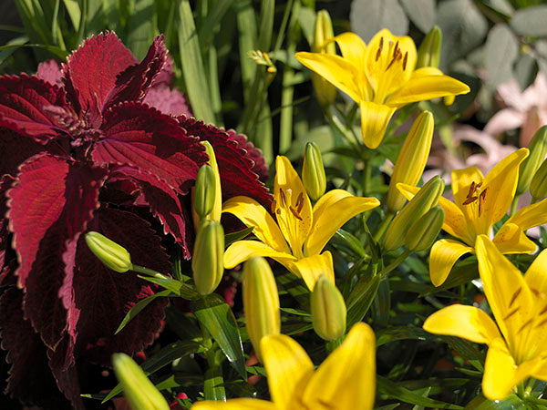 lilium tiny bee asiatic lily Tiny Bee Dwarf Asiatic Lily – EVERGREEN