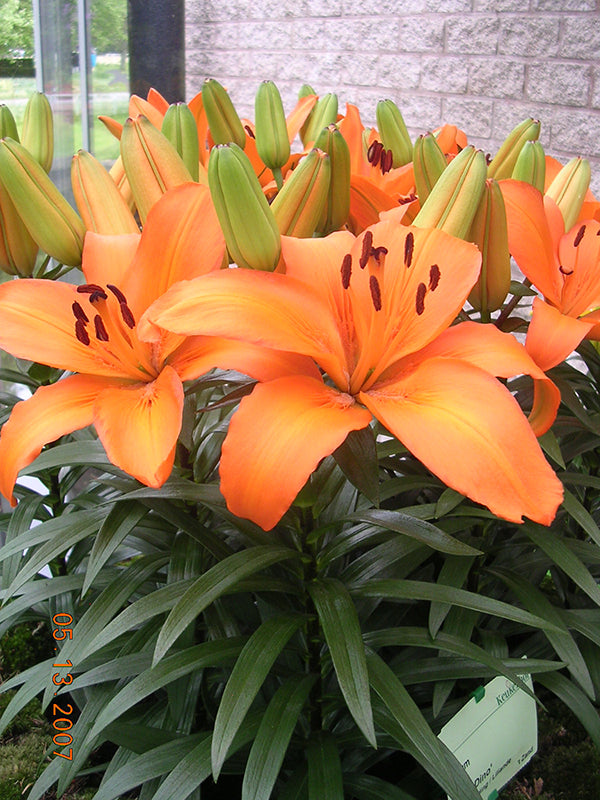 tiny diamond asiatic lily deer resistant Tiny Dino Dwarf Asiatic Lily – EVERGREEN