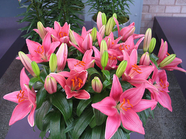 tiny pearl asiatic lily Tiny Pearl Dwarf Asiatic Lily – EVERGREEN