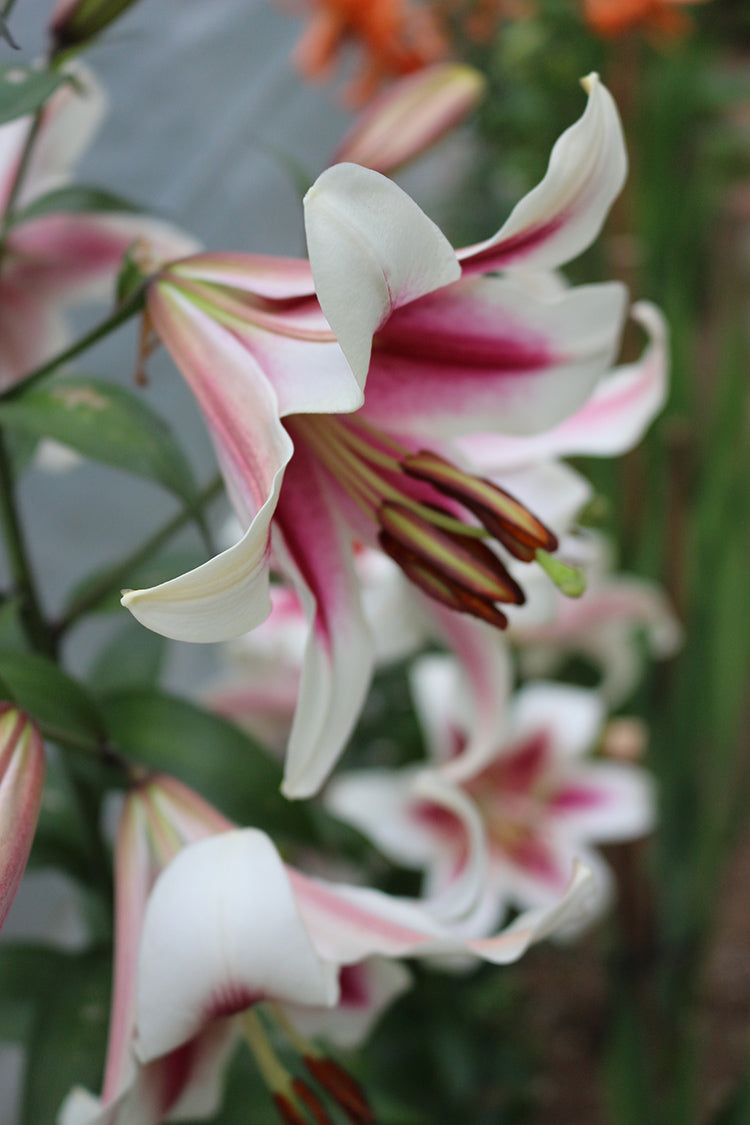 Beverly’s Dream Oriental x Trumpet Hybrid Lily