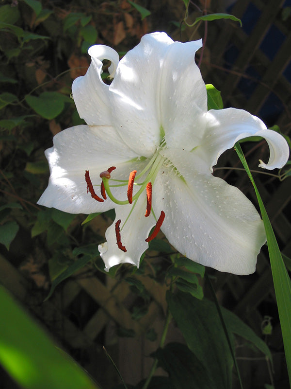 Casablanca Oriental Lily