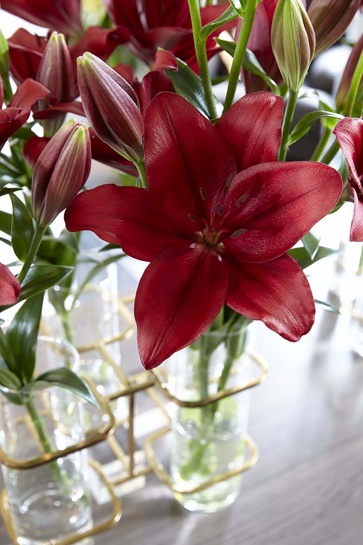 Dynamix Longiflorum x Asiatic Hybrid Lily