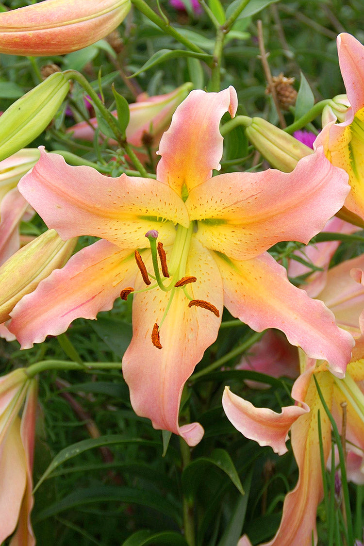 Elusive Oriental x Trumpet Hybrid Lily
