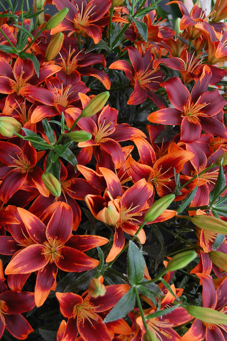 lilium 'forever susan' asiatic lily Forever Susan Asiatic Lily – EVERGREEN