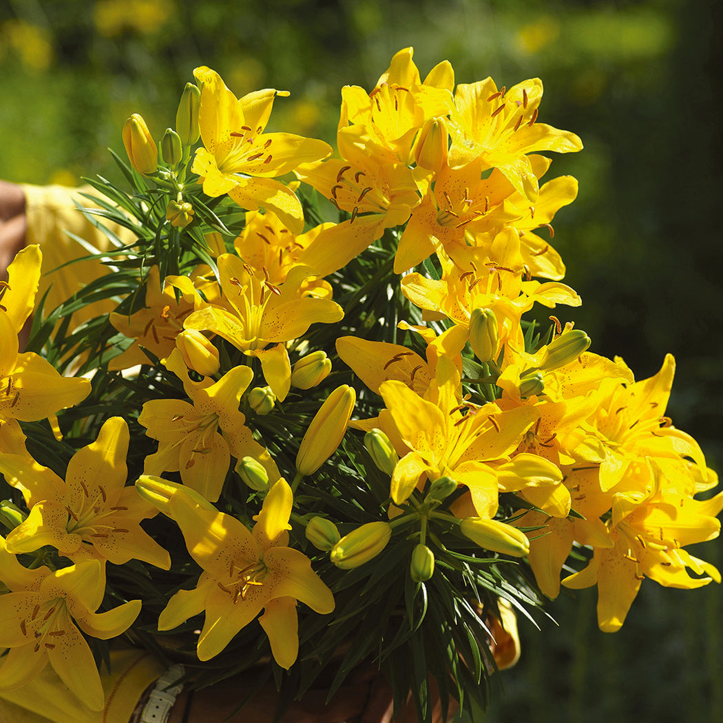 matrix asiatic lily Golden Matrix Dwarf Asiatic Lily – EVERGREEN