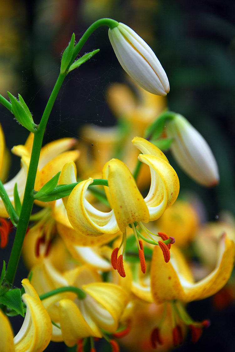 Golden Morning Martagon Lily
