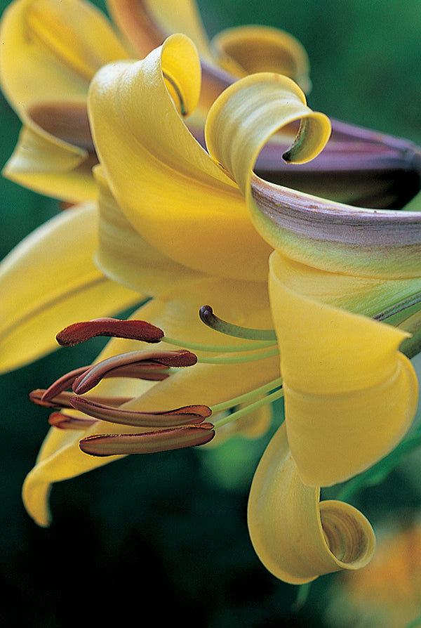 Golden Splendour Trumpet Lily