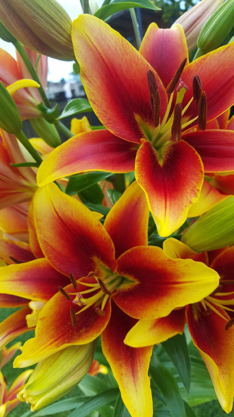 Kaveri Oriental x Asiatic Hybrid Lily