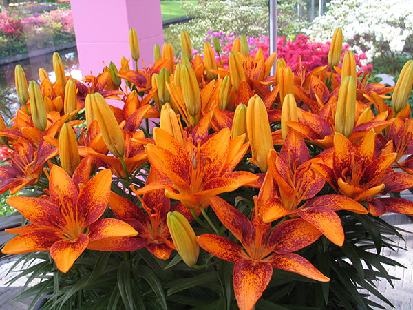 Tiny Orange Sensation Dwarf Asiatic Lily  EVERGREEN